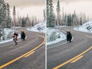 The image show a brown bear chasing a cyclist along a road and then the original image is shown which is just the bear running down a road.