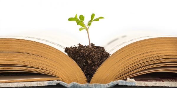 Plant growing from an old opened book