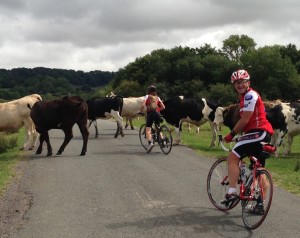 Penelope taming cows