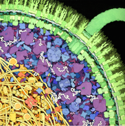 Interior of E. coli, watercolor © David Goodsell, used with permission. 