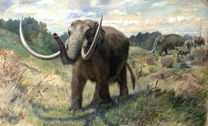Illustration of a mastodon from Wikimedia Commons
