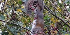 Squirrel hanging from branch trying to get at berries