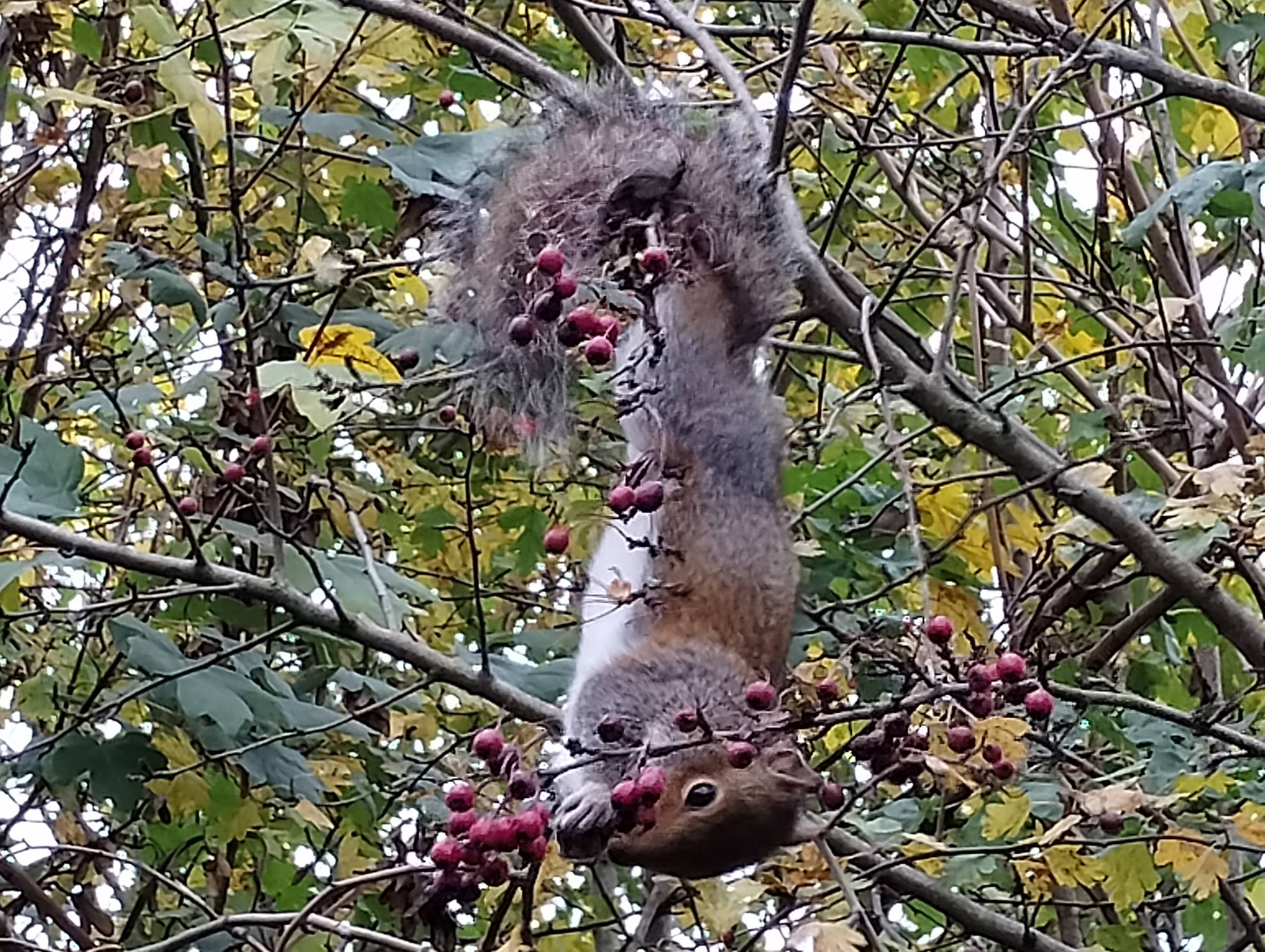 Squirrel hanging from branch trying to get at berries