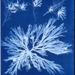 Cyanotype by Atkins of algae, white on blue