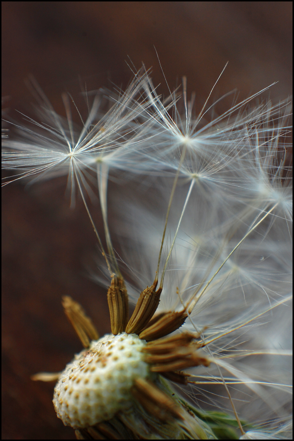 Close up of dandelion seeds