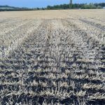 Biochar landscape. Field with stubble and scattered with biochar against a blue sky.