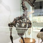 Skeleton of a Dodo