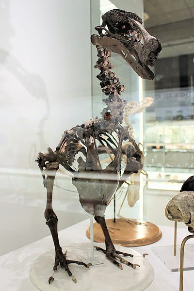 Skeleton of a Dodo