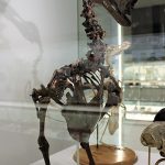 Skeleton of a Dodo