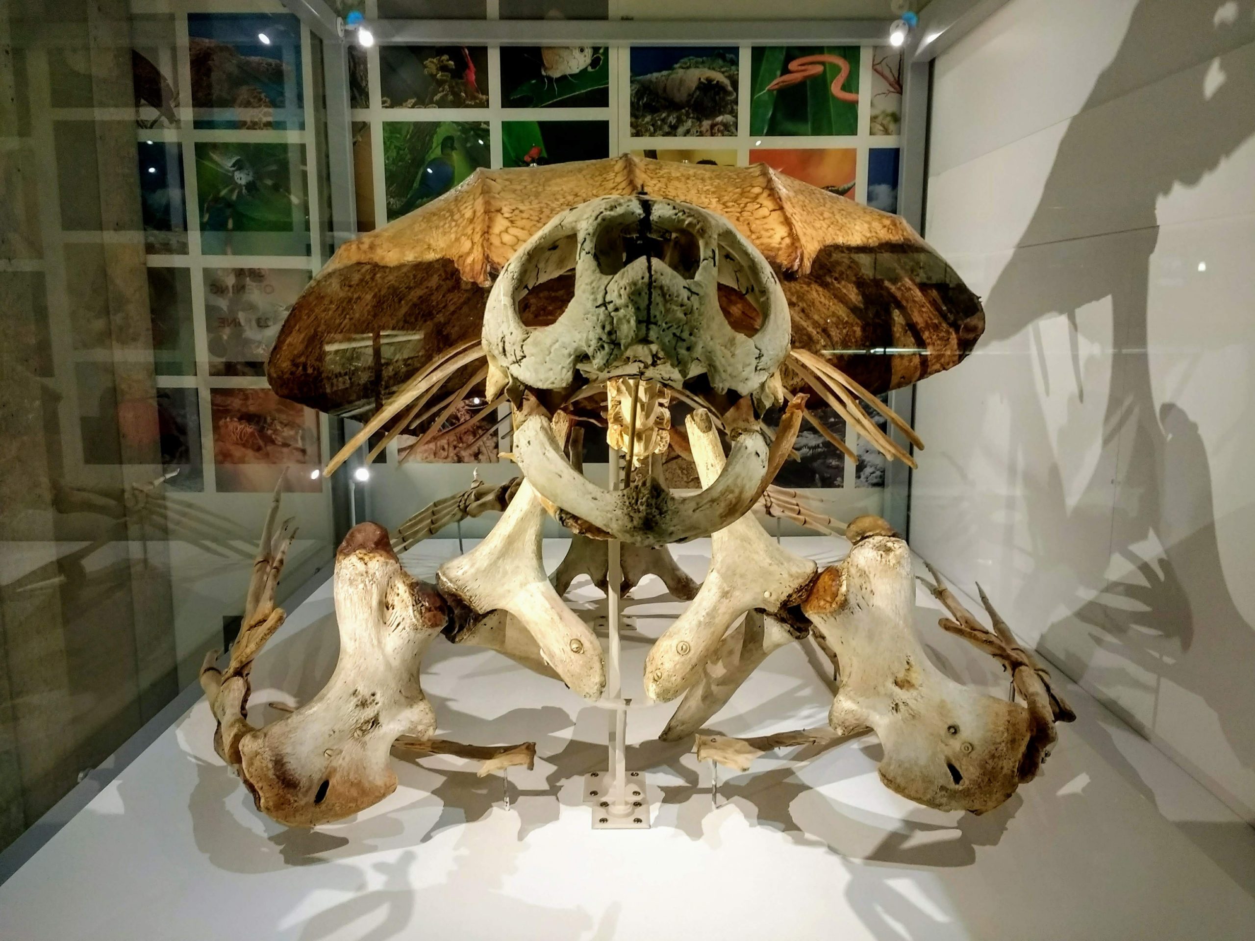 Skeleton of a giant sea turtle