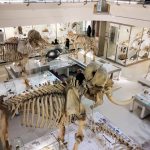 Inside the Museum of Zoology at Cambridge seeing loads of specimen and skeletons on various levels of the museum