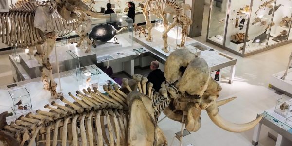 Inside the Museum of Zoology at Cambridge seeing loads of specimen and skeletons on various levels of the museum