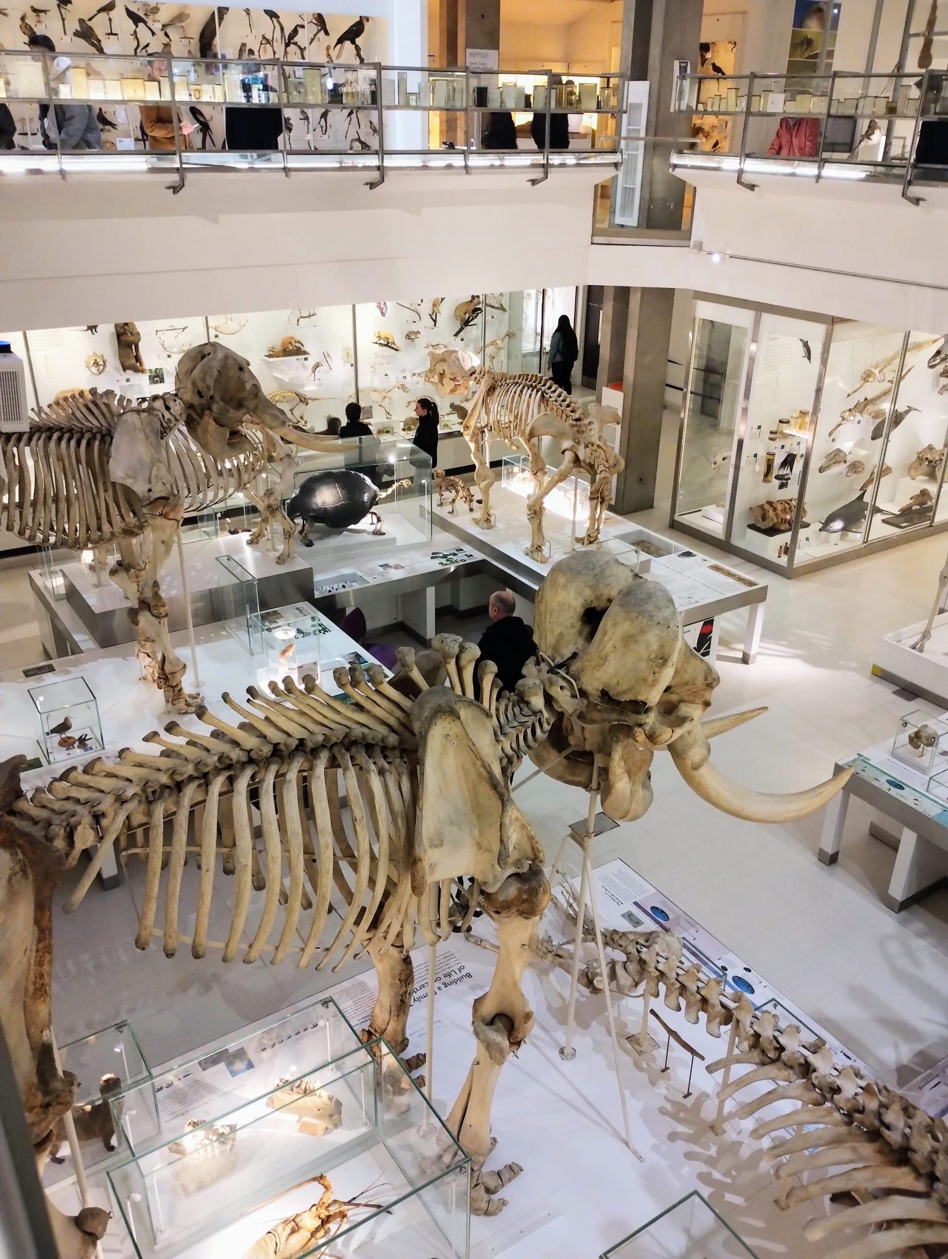 Inside the Museum of Zoology at Cambridge seeing loads of specimen and skeletons on various levels of the museum