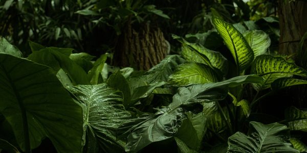 green leaves/foliage dark background jungle image