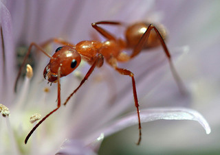 Ant by Samantha Henneke (Link to Samantha Henneke ), CC 2.0