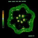 MRI image of an okra seed, with six green dots in a circle in the centre surrounded by a thick green star-shaped ring of the outer shell.