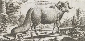 Illustration of a sheep 'pulling' its own tail on a cart in a wooded landscape