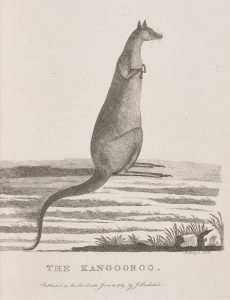 Sketch of a kangaroo sitting in the Outback, looking much longer and less muscular than kangaroos are