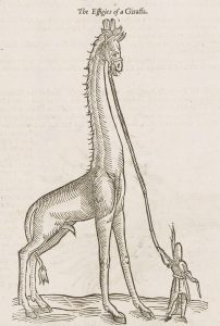 Illustration of a giraffe without the characteristic patterning, on a leash held by a man, possibly for scale.