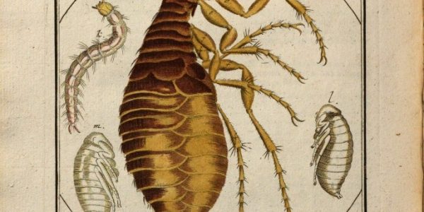 Colour drawing of a flea, surrounded by detailed close-ups of parts of different species to enable easier identification