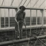 Female student with a hosepipe watering the tomato plants