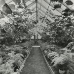 Long path in the greenhouse between tall cucumber with two male students tending them