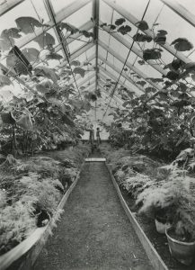Long path in the greenhouse between tall cucumber with two male students tending them