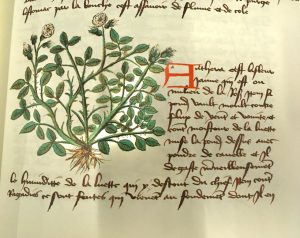 Extract from a page showing a plant with white flowers and shallow roots, next to a paragraph of text in French that explains its medicinal properties