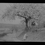 View of the lane at Beauvale with a tree in blossom. The photograph was taken from opposite Beauvale Abbey (Beauvale Priory), possibly taken c.1920s-1930s.
