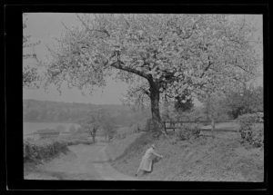View of the lane at Beauvale with a tree in blossom. The photograph was taken from opposite Beauvale Abbey (Beauvale Priory), possibly taken c.1920s-1930s. 