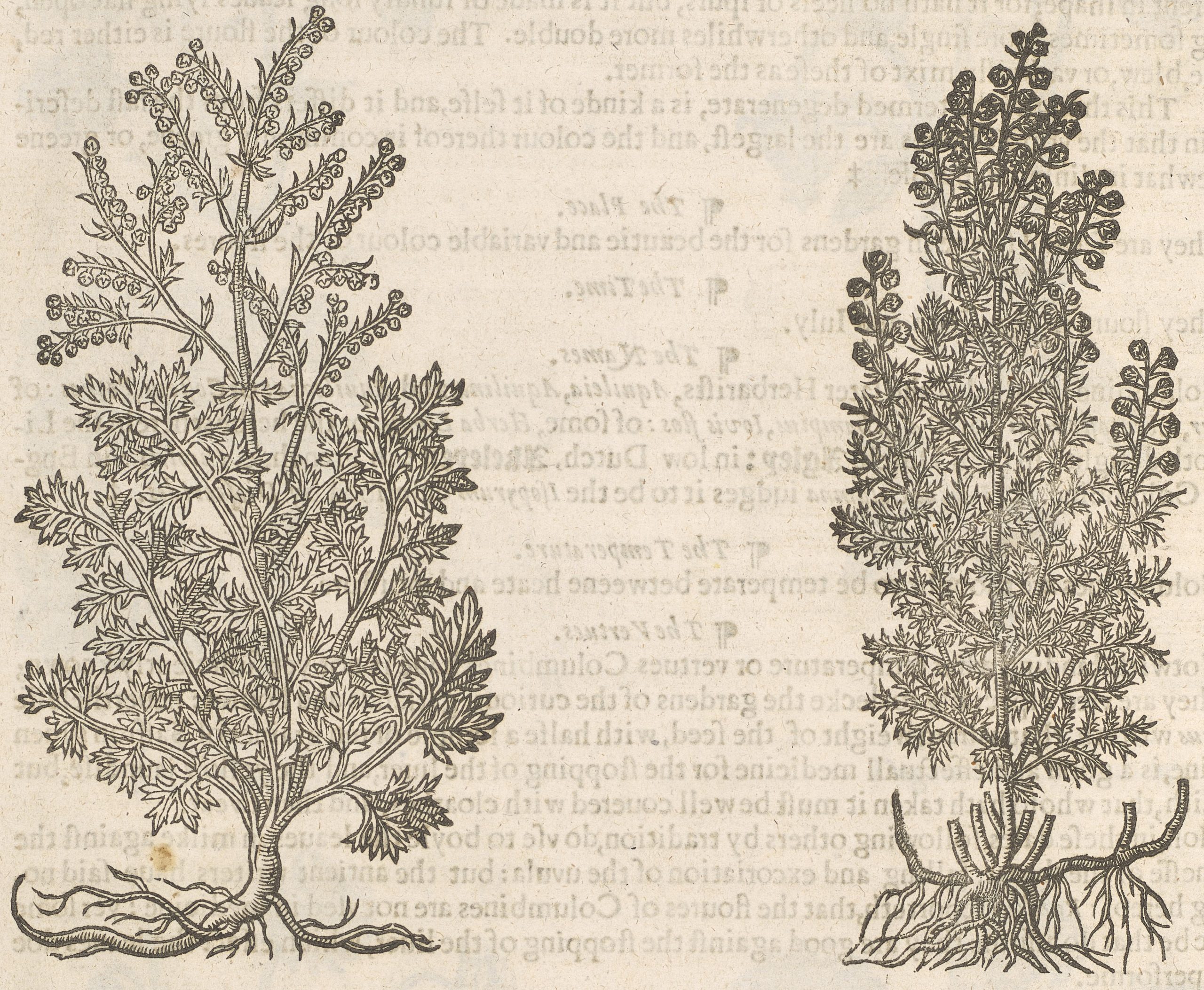 Entry for Wormwood from 'The herbal, or, Generall historie of plantes gathered by Iohn Gerarde. Very much enlarged and amended by Thomas Iohnson' (p.1096)