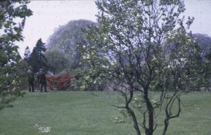 Colour photograph of a garden, with two men in the background.
