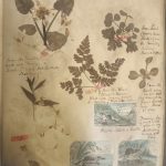 A page from a scrapbook, featuring dried leave and illustrations of small animals living on the river shore.