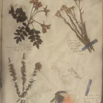 A page from a scrapbook, featuring dried flowers, leaves and parrot feathers.