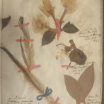 A page from a scrapbook, featuring dried flowers, leaves and emu feathers.