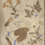 A page from a scrapbook, featuring various dried flowers and leaves, as well as a drawing of a tea set.