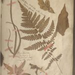 A page from a scrapbook featuring dried leaves and a bird's claw.