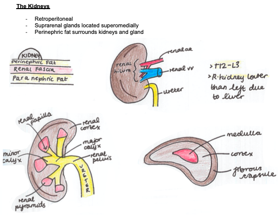 Diagrams of the kidneys from Tamra's Notes