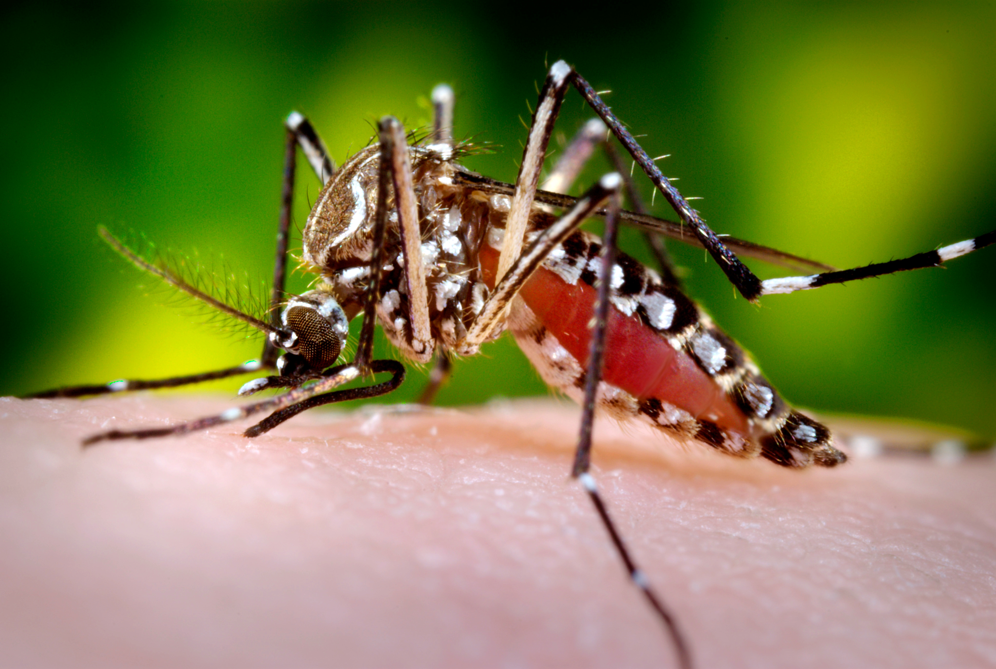 Комары переносчики заболеваний. Комаров Aedes aegypti. Комар Денге. Комар желтолихорадочный (Aedes aegypti). Денге комар лихорадка комар.