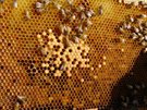 Bees wax formulation in drug delivery
