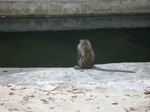 Cheeky monkey 