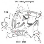 The Factor XII light chain protease domain structure