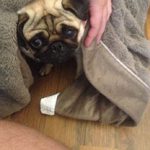What will happen when you tell a pug off for pestering when you're trying to revise