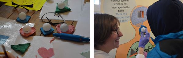 Picture 5. On the left, picture shows a model drug-carrier system where a pingpong ball is the drug and plasticine is the carrier, which was cut to shape to fit into one of the organs in the 3D poster. On the right, one of the children decided to target the brain he is trying to fit his system into the human body poster.