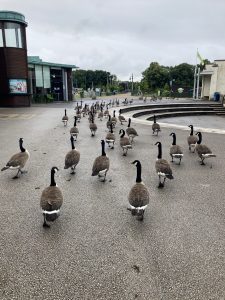 Photo of a flock of Canada geese, following in a long line