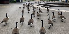 Photo of a flock of Canada geese, following in a long line