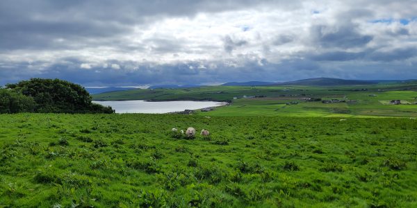 Photograph taken looking down to the bay of Scapa, a deeply curved bay, surrounded by farm land. Somewhere on the far shore Knarston is thought to be located. The foreground is rich green pasture with sheep. Blue grey silhouetted hills are in the background with a stormy sky above.