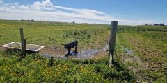 Colour photograph of a pig in a field, taken in North Ronaldsay in the summer of 2024.