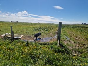 Colour photograph of a pig in a field, taken in North Ronaldsay in the summer of 2024.