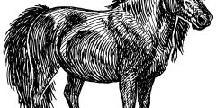 Black and white line art drawing of a Shetland pony.